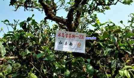 2015冰岛古树茶多少钱一斤，2015年冰岛古树茶价格查询：每斤多少钱？