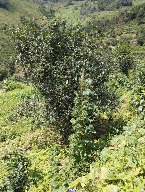 2017年冰岛古树茶，探索2017年冰岛古树茶的独特风味与历背景