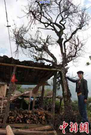 双江冰岛茶小镇：建设项目、茶城介绍与房价资讯