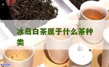 冰岛白茶属于哪种茶-冰岛白茶属于哪种茶类