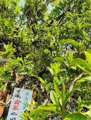 冰岛地界古树茶海拨-冰岛地界古树茶海拨多少