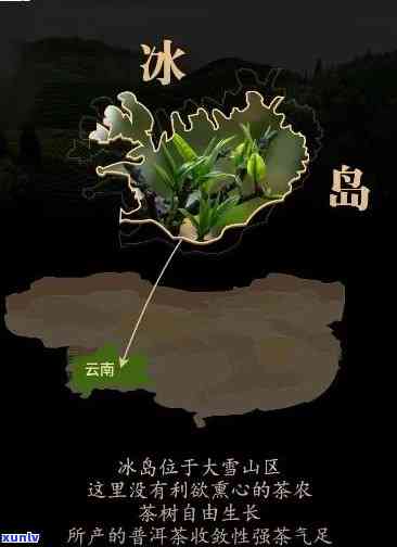 云南冰岛茶产地哪里-云南冰岛茶产地哪里