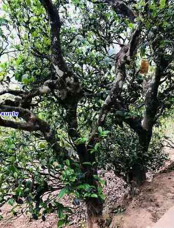 临沧冰岛茶叶，品味云南风情：探索临沧冰岛茶叶的独特魅力