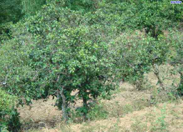 冰岛茶属于哪个茶山，探究冰岛茶的产地：它属于哪个茶山？