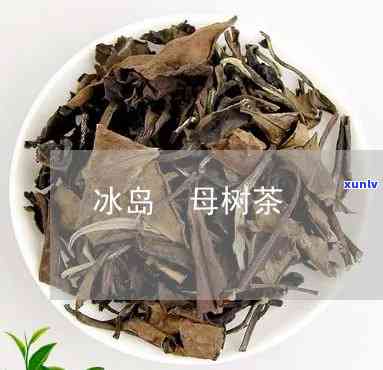 怎样分辨冰岛母树茶-怎样分辨冰岛母树茶的真假