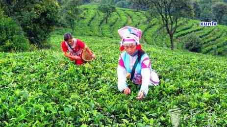 2018年的冰岛茶-2018年的冰岛茶价格表