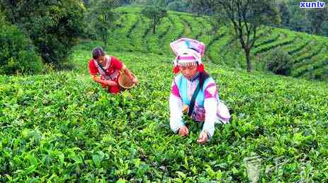 2018年的冰岛茶-2018年的冰岛茶价格表