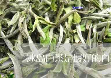 冰岛白茶属于什么茶-冰岛白茶属于什么茶类