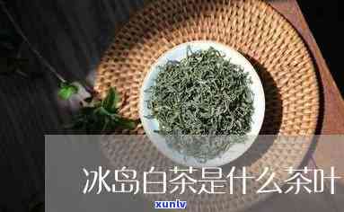 冰岛白茶属于什么茶-冰岛白茶属于什么茶类