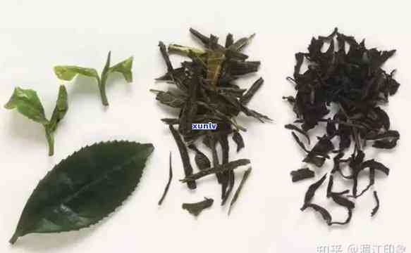 带茶梗的是什么茶叶-带茶梗的是什么茶叶品种