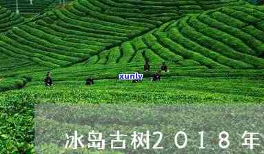 古树冰岛茶2008-古树冰岛茶2018价格表