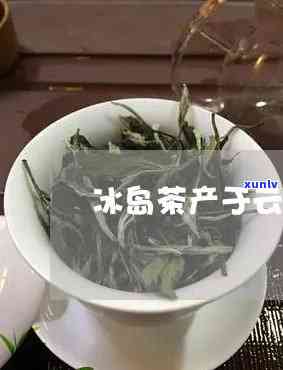 普洱茶生茶价格大全：全面解析木王普洱茶的性价比与购买指南