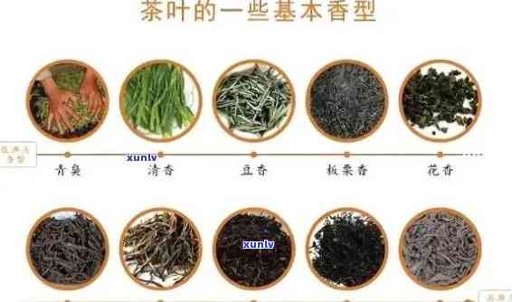 茶叶的产品特点分析-茶叶的产品特点分析怎么写