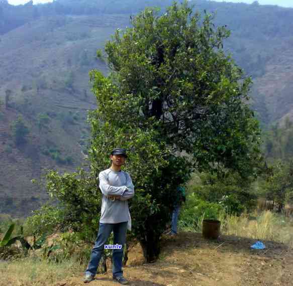 冰岛茶果有什么功效和禁忌，探索冰岛茶的神奇功效与使用禁忌