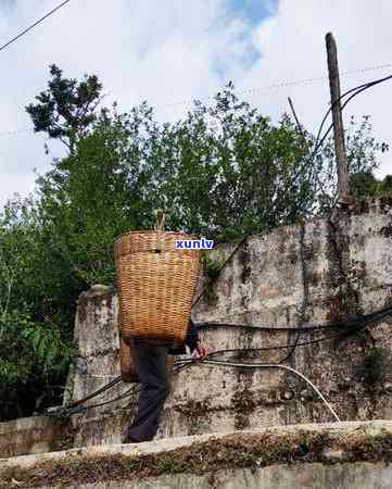 冰岛老寨七星单株茶-七星冰岛茶王价格多少钱