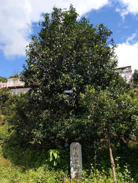 冰岛古树茶地理位置，揭示冰岛古树茶的独特地理位置