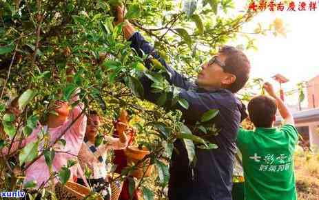 冰岛茶业，探索冰岛的茶叶世界：了解这个的独特茶业