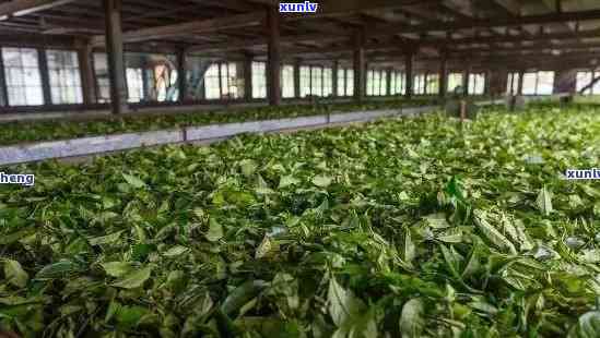 勐海同兴古茶厂，探秘古老茶厂：品味勐海同兴古茶的独特韵味