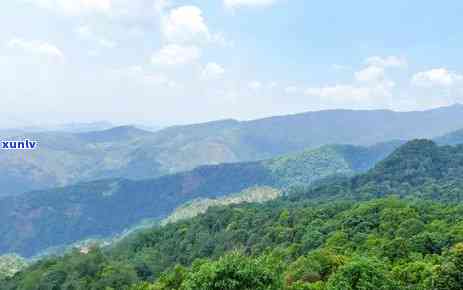 勐库冰岛茶介绍，【深度解析】探寻神秘的勐库冰岛茶——揭秘其产地、品种及独特风味