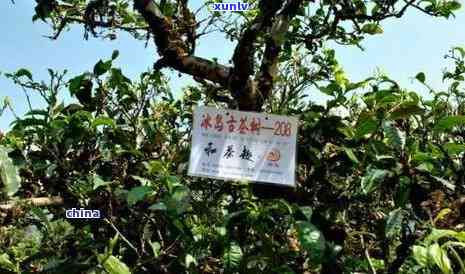 冰岛老树茶厂怎么样，深度解析：冰岛老树茶厂的茶叶品质及口碑如何？