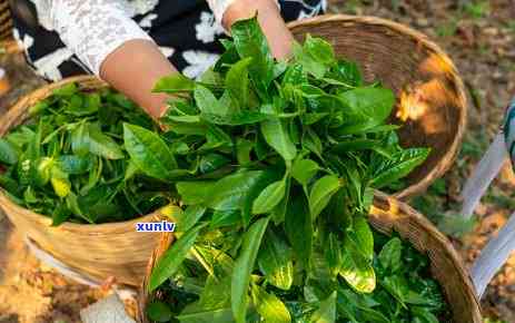 冰岛茶的产区，揭示冰岛茶的优质产区：一场味觉宴