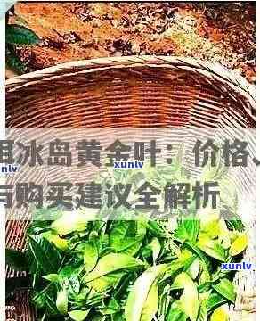 双江县哪里买冰岛茶？价格、茶城一网打尽！