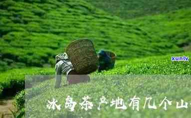 冰岛茶产地哪个茶山-冰岛茶产地哪个茶山好