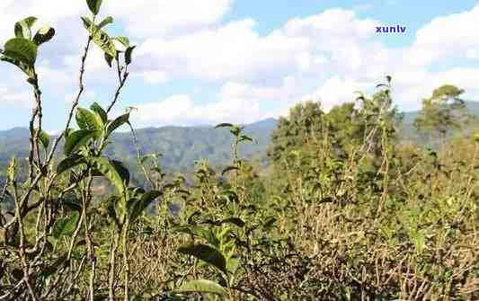 冰岛茶是哪个山头的，揭秘冰岛茶：探寻其产地和山头来源