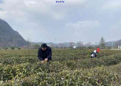 黄金芽：高档次茶叶品种，价格区间多少？适合人群解析