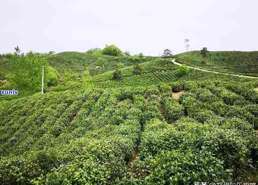 河南信阳产什么茶叶，探寻河南信阳的茶文化：这里有什么独特的茶叶？