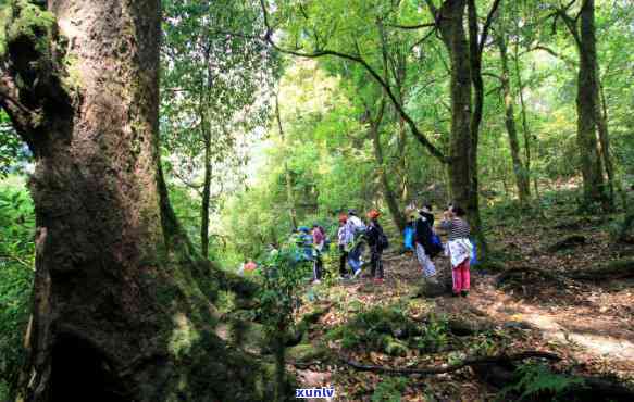 临沧双江冰岛茶视频-临沧双江冰岛茶特点