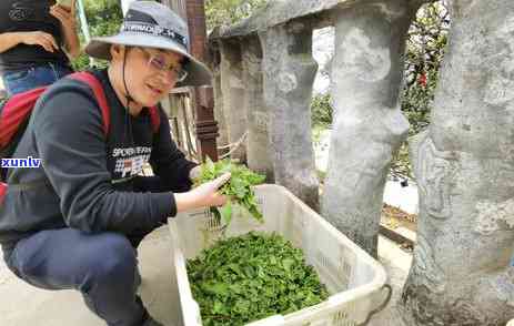 冰岛老寨小树茶特点-冰岛老寨小树茶特点介绍