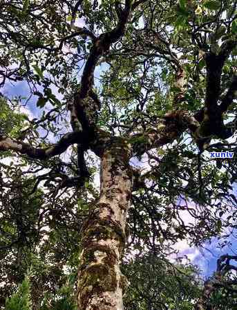 2019年冰岛茶王拍卖价格一览：历年记录与最新成交价