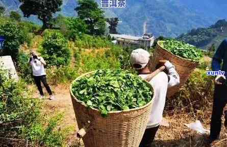 云南临沧冰岛茶值几万一斤吗，揭秘云南临沧冰岛茶的价值：真的能卖到每斤数万元吗？