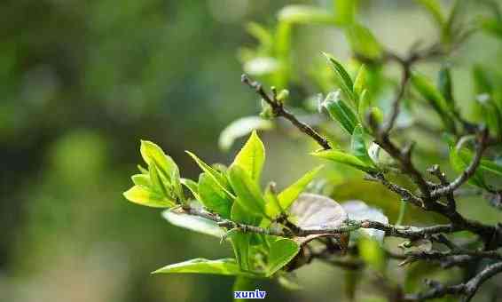 冰岛秋茶和春茶的价格差，揭秘冰岛秋茶与春茶价格差异