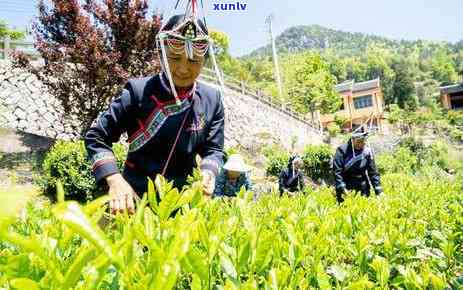 四春茶是什么茶叶类型，「四春茶」是什麼茶類型？