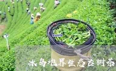 冰岛地界生态古树茶有哪些，探秘冰岛地界的生态古树茶种类