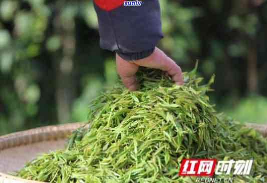 张家界生产什么茶，揭秘张家界：这里生产的茶叶有哪些？