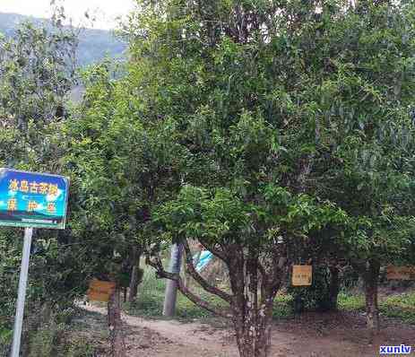 冰岛老树普洱茶生茶价格，探寻冰岛老树普洱茶生茶的珍贵价值与市场价格