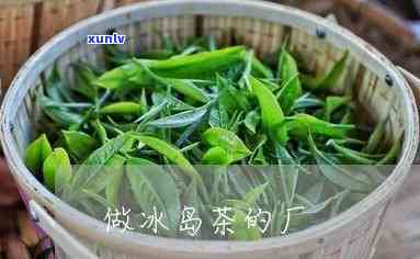 山西冰岛茶批发厂家 *** ，【山西冰岛茶批发厂家 *** 】最新联系方式，一手货源供应！