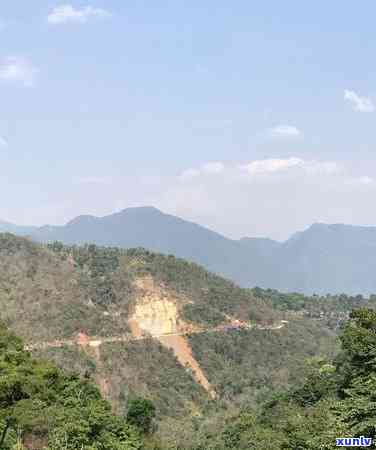 冰岛茶泡茶后的味道怎么样，探索冰岛茶的独特口感：泡茶后味道如何？