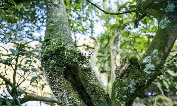 冰岛小树茶什么意思，解密“冰岛小树茶”：你不知道的茶叶秘密