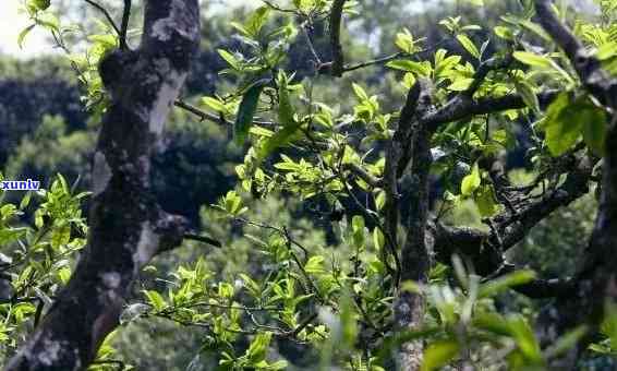 冰岛茶小树大树区别-冰岛小树茶特点