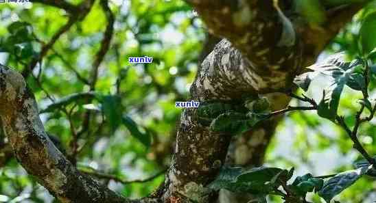 冰岛老寨古树茶特点，探秘冰岛老寨古树茶的独特魅力与特点