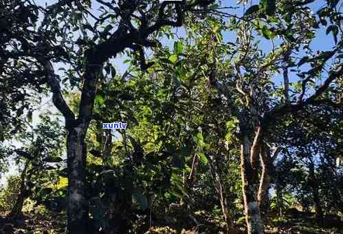 冰岛老寨大树茶特点：揭秘冰岛老寨古树茶及茶王树图片