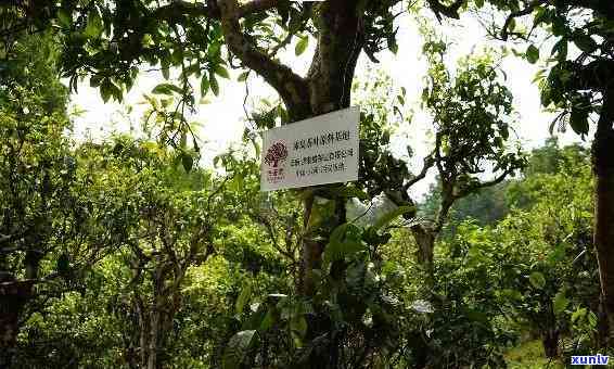 冰岛老寨大树茶特点：揭秘冰岛老寨古树茶及茶王树图片