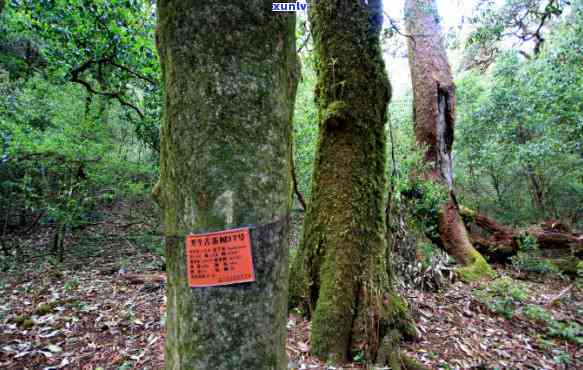 双江冰岛轻轻茶价格-双江冰岛茶多少钱一斤