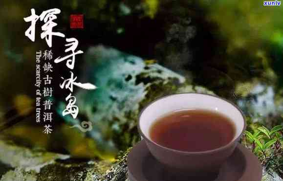 冰岛老寨古茶树图片大全：高清欣与口感特点解析-冰岛老寨古树茶300年