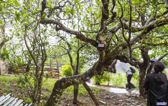 冰岛茶庭院如何栽种-冰岛茶庭院如何栽种茶树