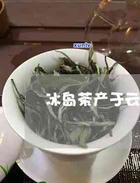 冰岛茶产自云南哪里-冰岛茶产自云南哪里的